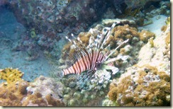 liofinsh-underwater-ocean-wallpaper-1920x1200-248