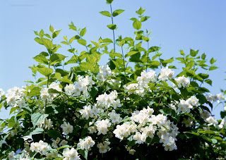 Jasmine Flower HD Wallpapers Free Download