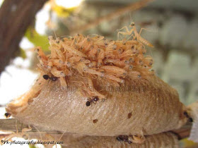 Praying Mantis Hatching Picture