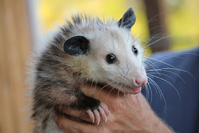 Opossum facts and information