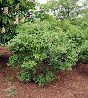 Autumn Jazz Arrowwood Viburnum2