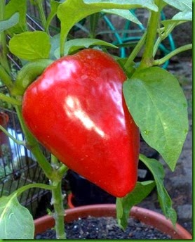 Pepper Calahorra