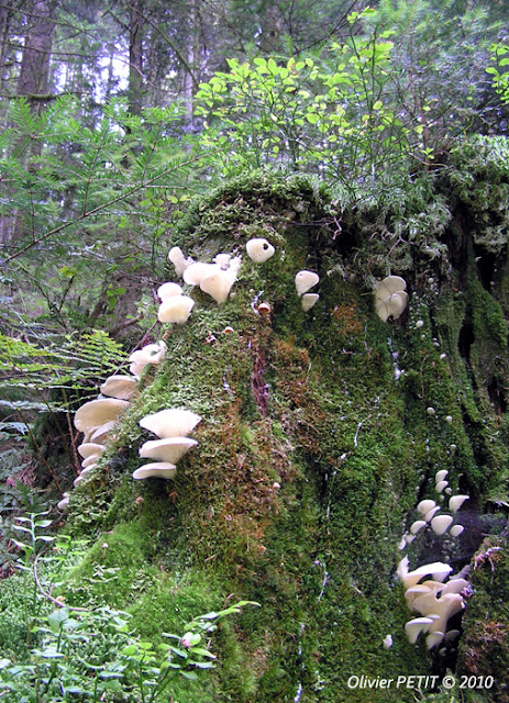 GERARDMER (88) - Le sentier écologique des Perles de la Vologne 