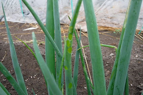 野菜 自給率90 家庭菜園 栽培記録 白ネギが病害虫の標本みたいになりました 5 27