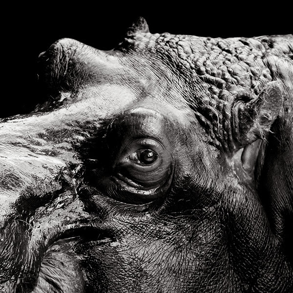 Черно-белые портреты животных Лукаса Холаса
