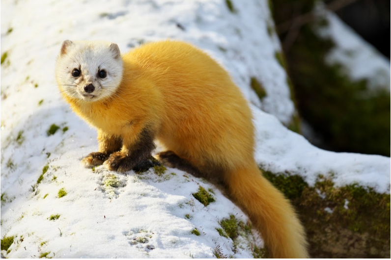 Japanese Marten