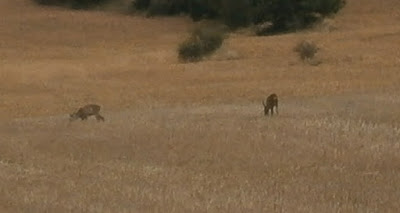 Ciervos en la Serranía de Cuenca