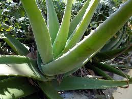 aloe vera for skin allergy treatment