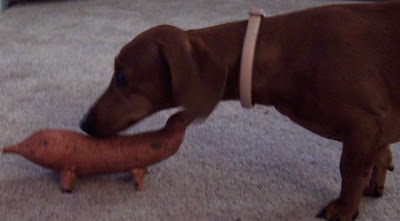 Sweet Potato Looks Like a Wiener Dog