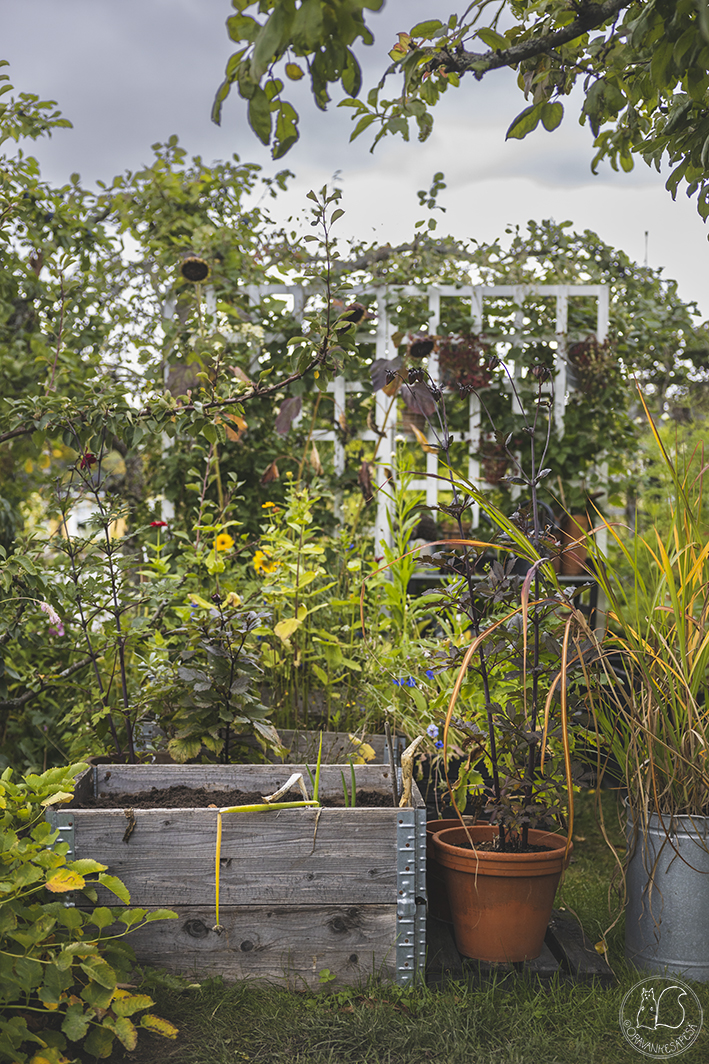 Oravankesäpesä siirtolapuutarha potager viljelylava lavankauluslaatikko