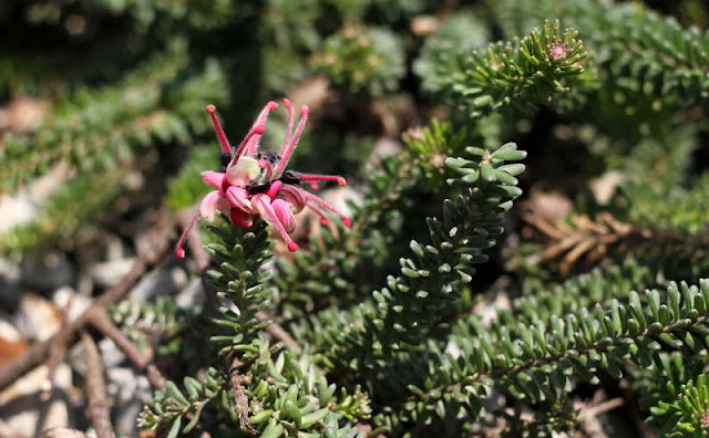 Grevillea Lanigera Flowers