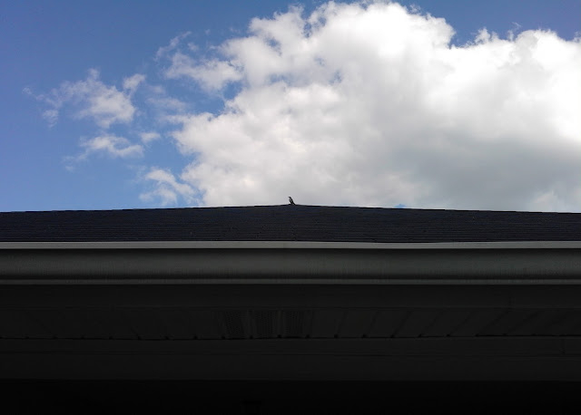 bird roof