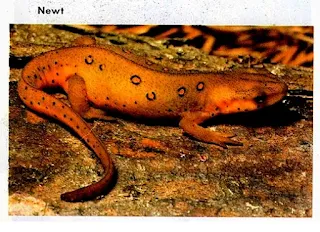 Examples of amphibians