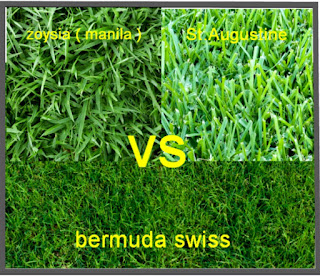 Rumput Zoysia manila VS Rumput Bermuda VS Rumput St, Augustine rumput asal texas amerika April Tahun 2024