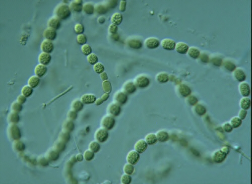 Rifka: About cyanobacteria and Algae