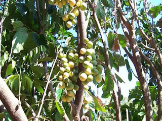 junglesop fruit images