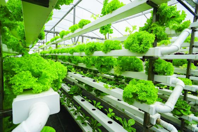 Hydroponic plants at home services offer you an idea about gardening at home especially to those who are beginner in this kind of passion