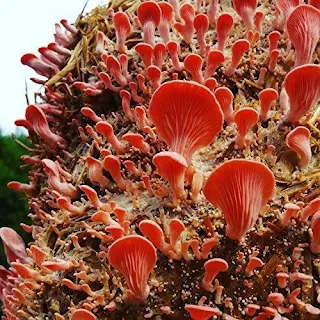 Pink oyster mushroom spawn in Ampati