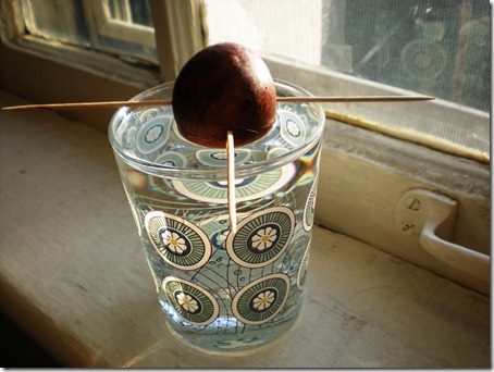 This is an avocado pit I'm trying to grow. It may or may not work.