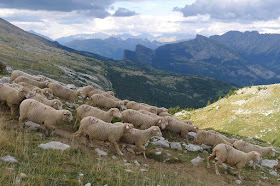 Pastos en los Hautes-Alpes en el Devoluy Pierre Rigaux