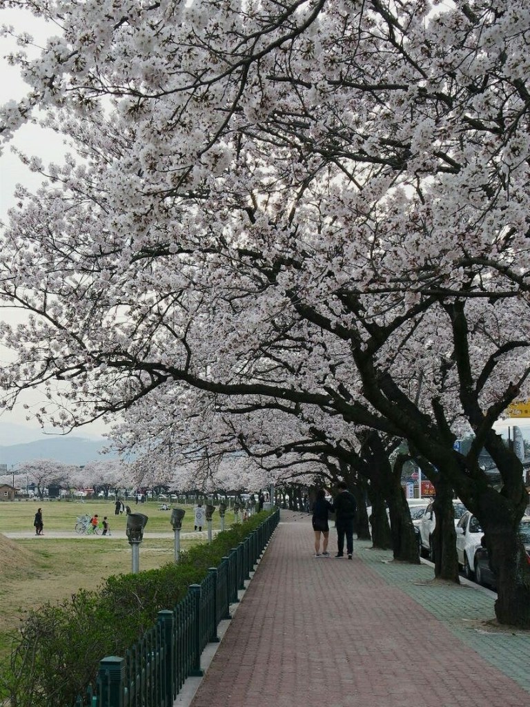 Gambar Bunga  Sakura  Di  Korea  Selatan  Pickini