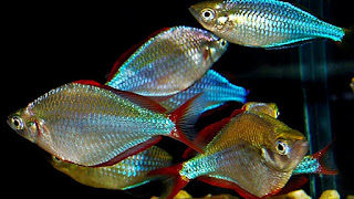 Ikan Rainbow Praecox