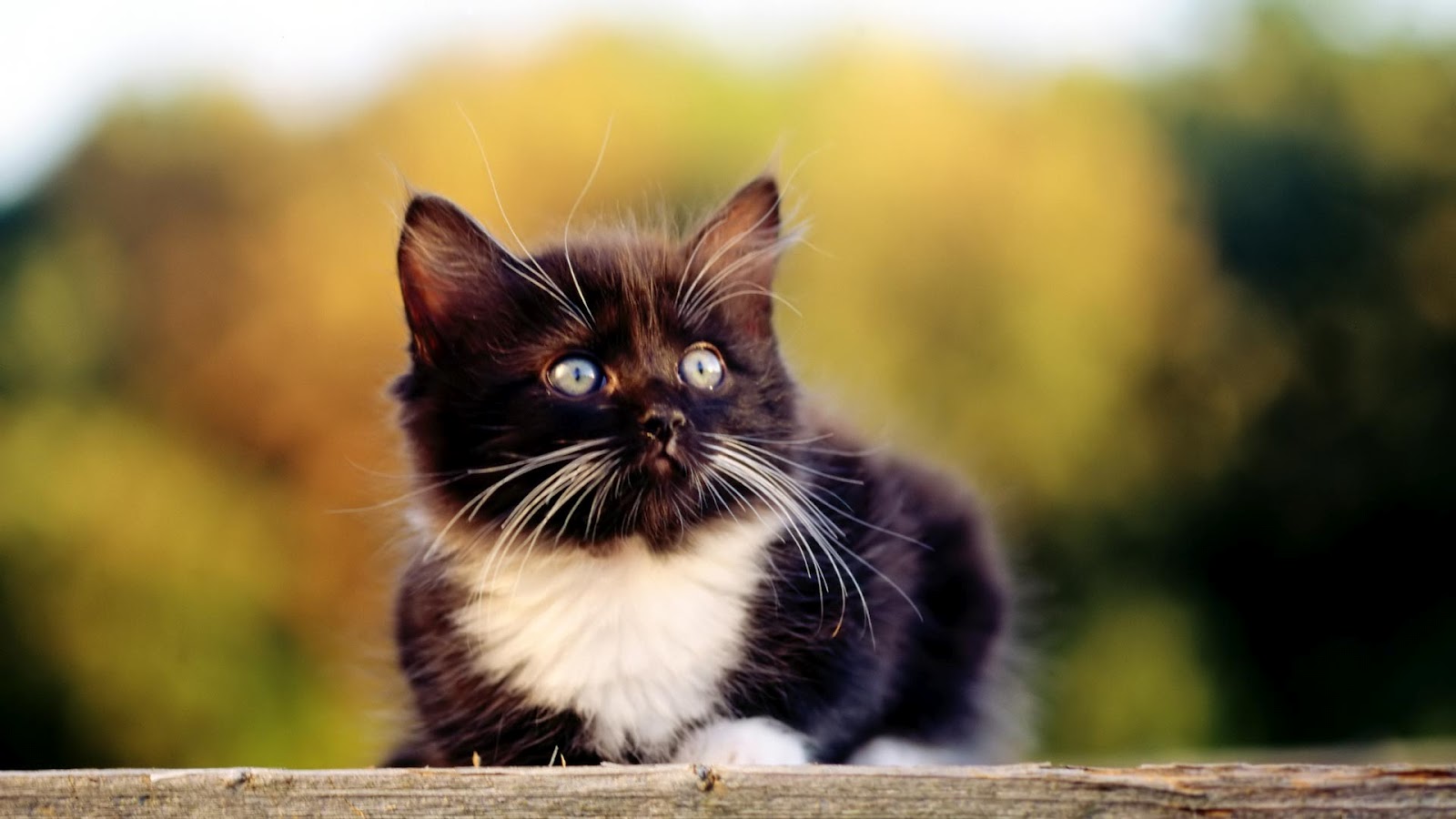 World's All Amazing Things, Pictures,Images And Wallpapers: Cute Kitten