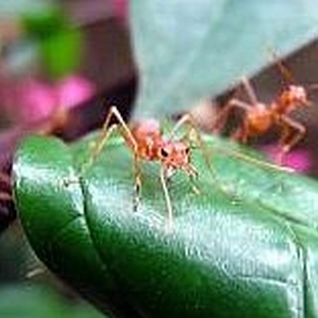https://passive-income-quest.blogspot.com/2017/07/ant-bites-symptoms-and-treatment.html