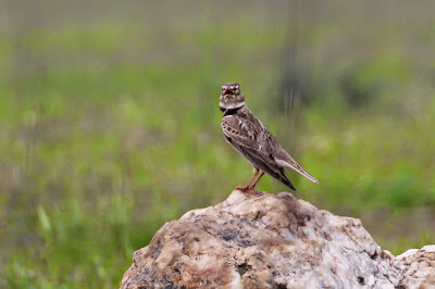 Kalanderleeuwerik - Klanderljurk - Melanocorypha calandra