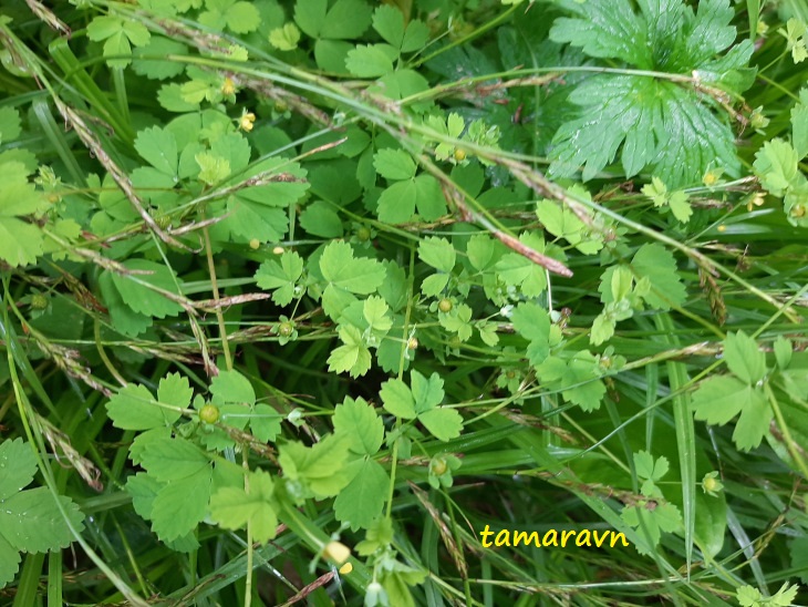 Лапчатка стозёрнышковая (Potentilla centigrana)