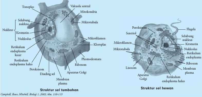  Perbedaan  Sel  Hewan  dan  Sel  Tumbuhan  Tabel dan  Gambar