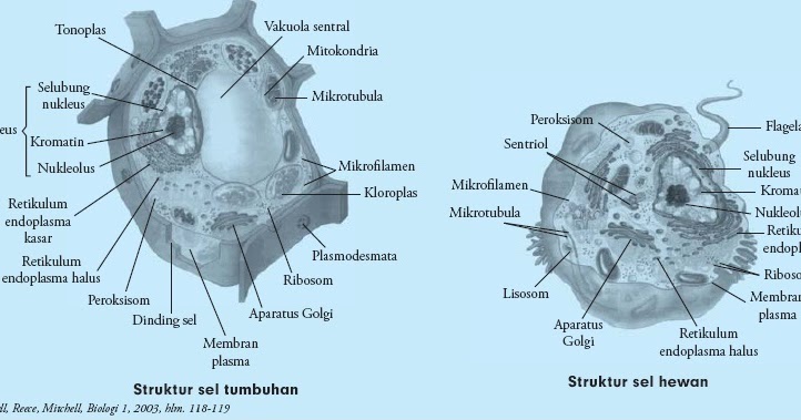  Perbedaan  Gambar Sel Hewan  Dan  Sel Tumbuhan  Info Terkait 