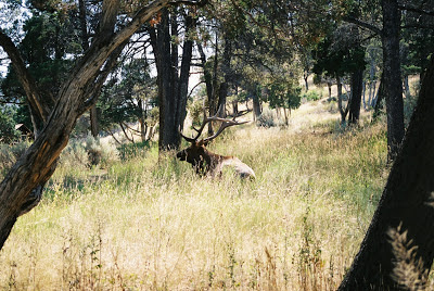 Elk at Heart Lake in Yellowstone National Park