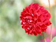 red beauty flower