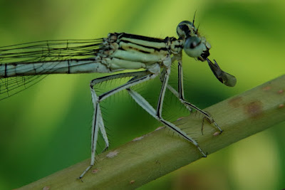 ważka makro