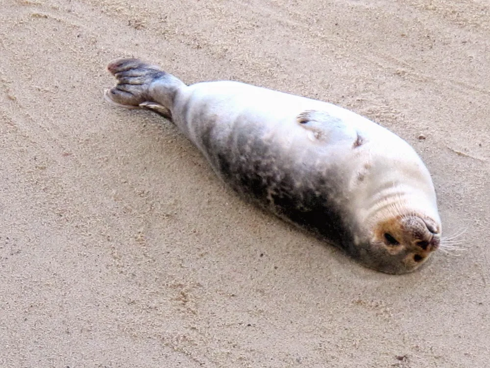 Winterton-on-Sea seals, Norfolk