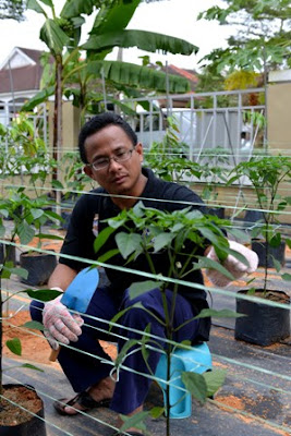 Tanam Cili Tepi Rumah Juga Mampu Berikan Pulangan Lumayan Pemuda Ini Telah Membuktikannya