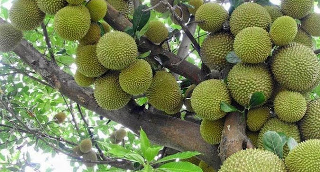 Cara menanam bibit durian yang benar