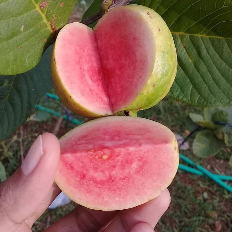 tanaman buah sukun bibit jambu merah mint kontraktor pembibitan Palangka Raya