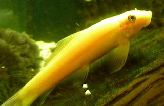 Ikan CAE (Chinese Alga Eater)