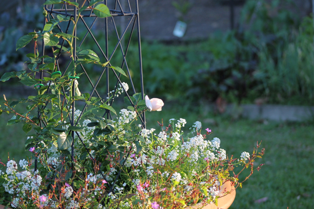 Our vegetable garden