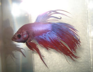 crowntail