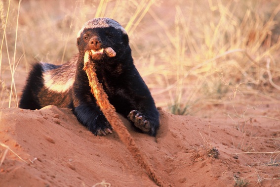 honey badger vs bear. honey badger vs snake.