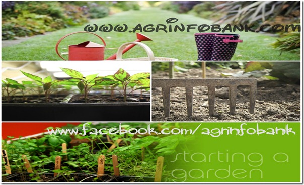 Five steps to get your garden started