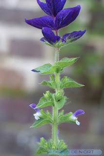 Sauge verte - Sauge hormine - Salvia viridis