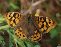 Mariposa de los muros (Pararge aegeria)