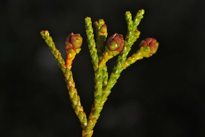 flora del sur argentino