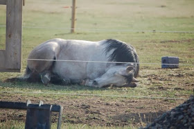 Funny animals of the week - 13 December 2013 (40 pics), sleeping horse