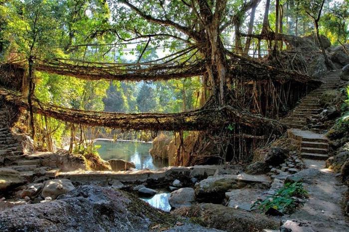 Living Bridges Meghalaya, India