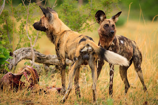 african wild dogs wallpaper, african wild dogs images, 